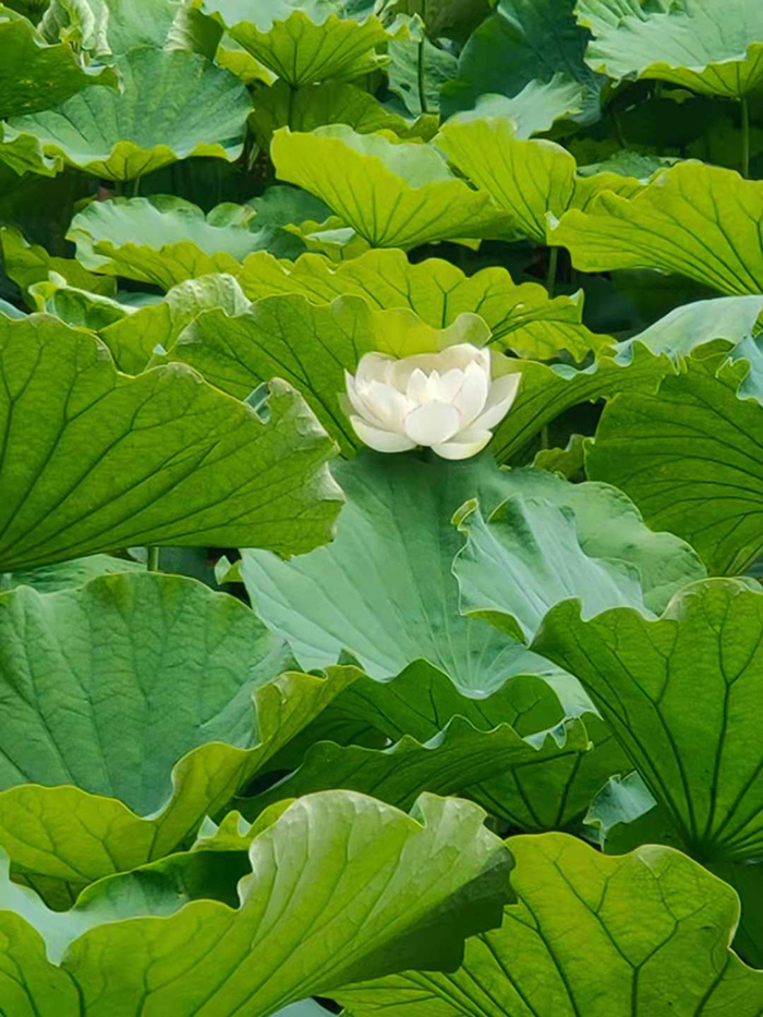 《荷》（欧帆工程有限公司王平均）.jpg